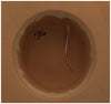 Bob Dylan Signed Autographed Limited Edition Hat With JSA COA RARE