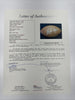 Walter Payton Signed Wilson Official NFL Game Football JSA COA