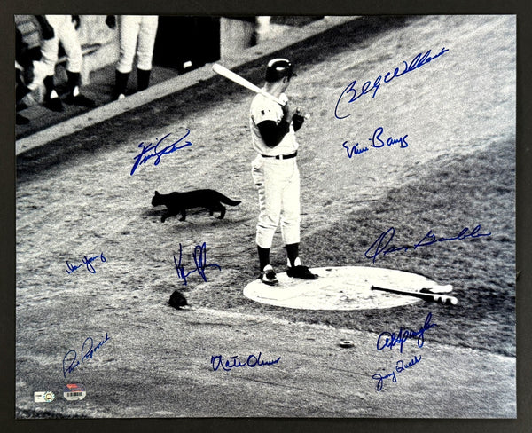 1969 Chicago Cubs Team Signed 16x20 Photo Fanatics & MLB Authentic