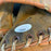 Lou Brock Signed 1970's Game Model Baseball Glove With JSA COA